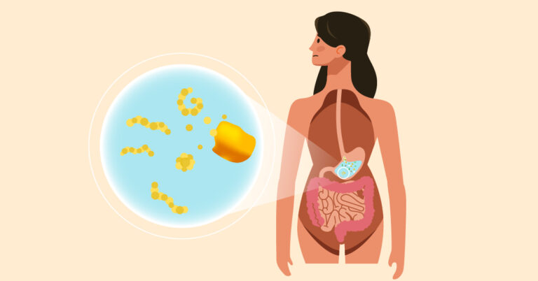 Illustration showing how is gluten digested in the body, highlighting the stomach and intestines with a magnified view of gluten protein fragments breaking down.